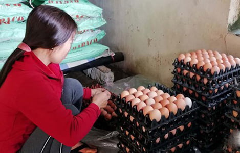 Giá trứng gia cầm giảm sâu, người chăn nuôi thua lỗ ​