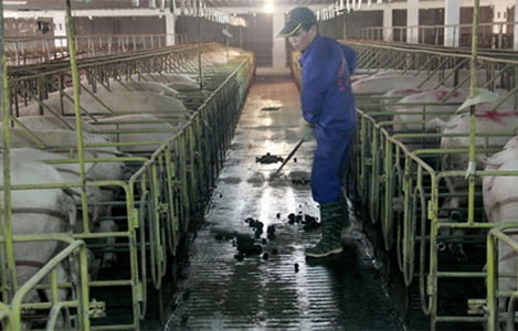 Giải pháp hạn chế sử dụng nước trong chăn nuôi gia súc giúp thu gom chất thải hiệu quả