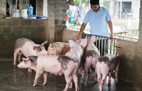 Hà Nội: Xử phạt 5 DN sản xuất kinh doanh thức ăn chăn nuôi kém chất lượng