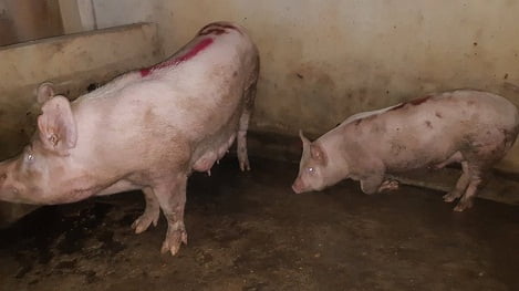 Hà Tĩnh: Lợn đưa vào lò mổ dương tính với bệnh lở mồm long móng