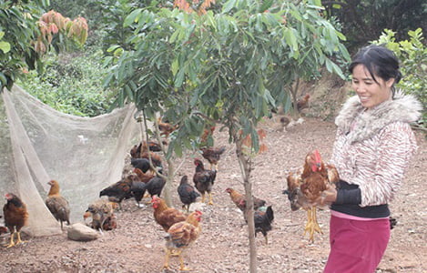 Hải Dương (Chí Linh): Gần 70% số hộ nuôi gà đồi đã tái đàn