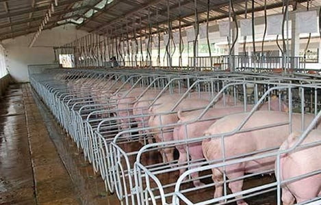 “Hạn chế đầu tư nhà máy thức ăn chăn nuôi”
