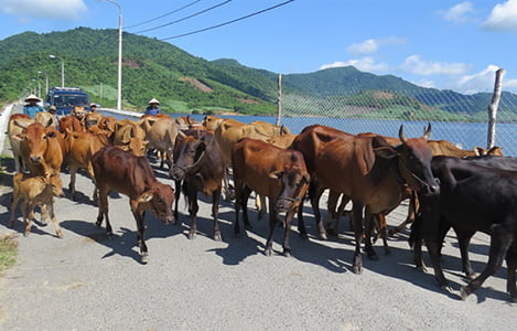 Hàng chục con bò bị chết vì bệnh LMLM ở Phú Yên