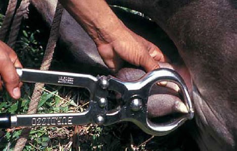 Kỹ thuật thiến bò đực bằng kìm thiến
