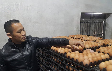 Làm giàu ở nông thôn: Thu tiền tỷ nhờ nuôi gà siêu trứng VietGAP