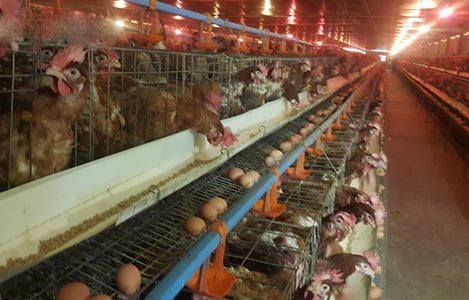 Làm giàu ở nông thôn: Thu tiền tỷ nhờ nuôi gà siêu trứng VietGAP