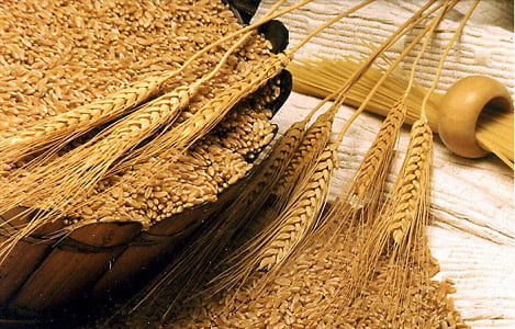 Thị trường NL TĂCN thế giới ngày 23/3: Gía lúa mì tiếp tục tăng