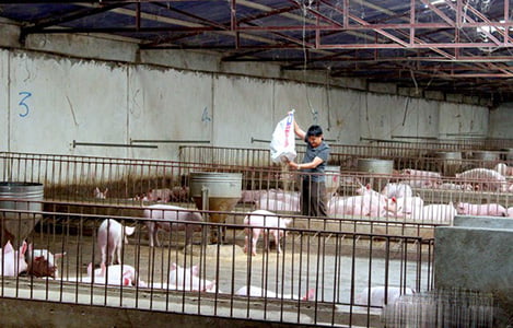 Nghệ An: Người chăn nuôi lao đao vì giá thức ăn tăng cao