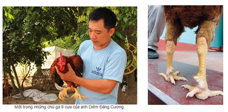 Nguồn gen vật nuôi bản địa Việt Nam: Tập đoàn gà