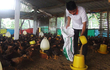 Phú Yên: Giá gà cao, người nuôi tái đàn
