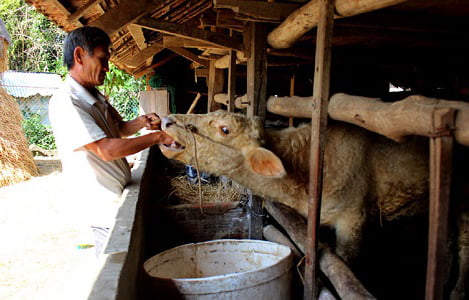 Phú Yên: Tập trung khống chế, xử lý dịch bệnh lở mồm long móng trên bò