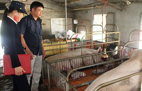 Quảng Bình: Đẩy mạnh xây dựng cơ sở an toàn dịch bệnh trong chăn nuôi
