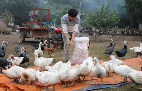 Quảng Ninh: Nuôi gà leo cây, thu lãi hàng trăm triệu