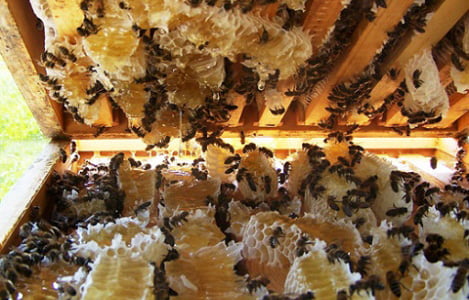 Tập tính chia đàn và giao phối của ong chúa Apis cerena tại Thái Nguyên