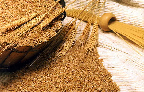 Thị trường NL TĂCN thế giới ngày 13/3: Giá lúa mì tăng