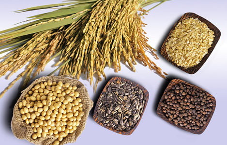 Thị trường NL TĂCN thế giới ngày 9/4: Giá lúa mì tăng mạnh