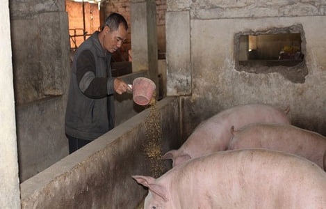 Thịt lợn sạch Ban Mai Bio được người tiêu dùng tin cậy