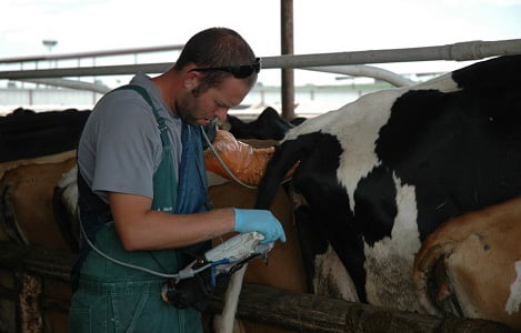 Ứng dụng kỹ thuật siêu âm trong sinh sản ở bò	