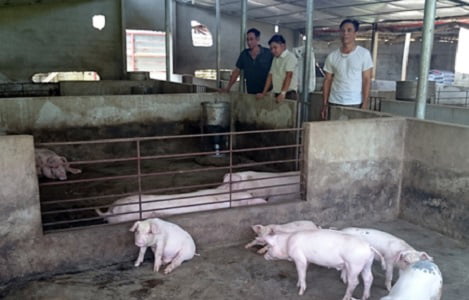 Yên Bái: Người chăn nuôi thận trọng tái đàn