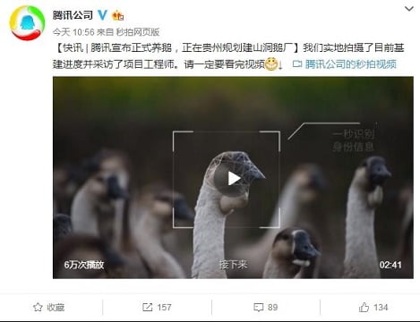 Alibaba nuôi heo, nay đến lượt Tencent tuyên bố nuôi... ngỗng