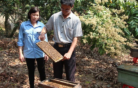 Bội thu mùa lấy mật, nghề nuôi ong du mục năm nay khấm khá