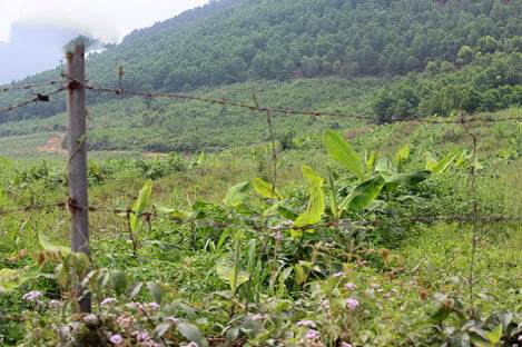 Dự án chăn nuôi bò Bình Hà ở Hà Tĩnh: “Vắng như chùa bà Đanh”!