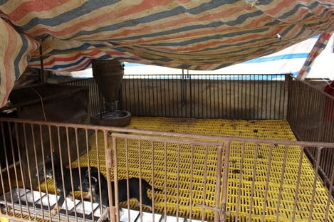 Hà Nam: Xót xa cảnh trại lợn bỏ trống, người nông dân phá chuồng làm thuê trả nợ