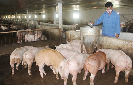 Hà Tĩnh: Giá thức ăn tăng cao, người chăn nuôi không mặn mà tái đàn
