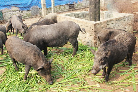 Hà Tĩnh: Vợ chồng trẻ nuôi lợn rừng, thu lãi “khủng”