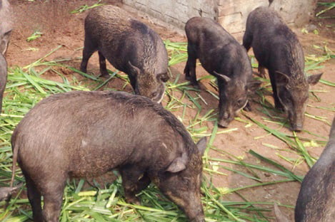 Hà Tĩnh: Vợ chồng trẻ nuôi lợn rừng, thu lãi “khủng”