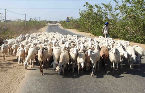 Hàng loạt cừu ở Ninh Thuận chết vì đói và khát