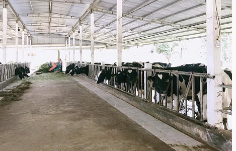 Lên Mộc Châu thử làm nông dân chăn nuôi bò sữa