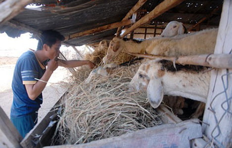Hàng loạt cừu ở Ninh Thuận chết vì đói và khát