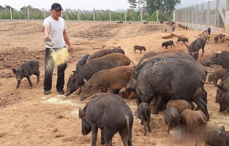 Nghệ An: Nông dân miền núi lãi hàng trăm triệu nhờ nuôi lợn bán hoang dã 