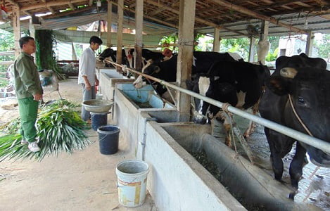 Nghệ An (Quỳnh Lưu): Mỗi ngày xuất bán 5.000 lít sữa bò