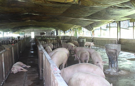 Nghệ An: Loay hoay đầu ra sản phẩm chăn nuôi VietGAP