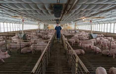 Người chăn nuôi heo Mỹ đối mặt với thua lỗ vì chiến tranh thương mại với Trung Quốc