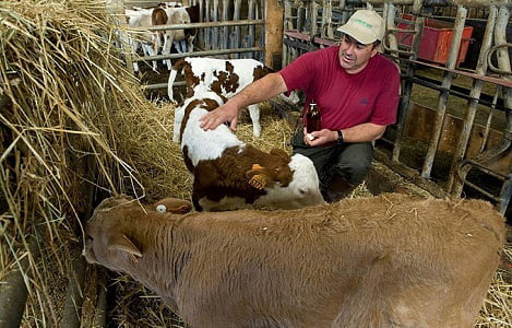 Pháp: Trào lưu chữa bệnh cho gia súc bằng đông y
