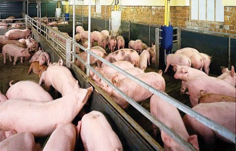 Thành phố Bắc Kinh đóng cửa hơn 300 trang trại nuôi lợn