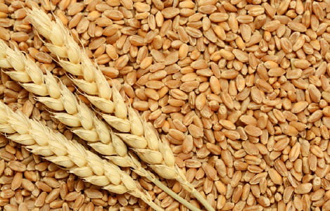 Thị trường NL TĂCN thế giới ngày 18/7/2018: Giá lúa mì cao nhất 8 ngày