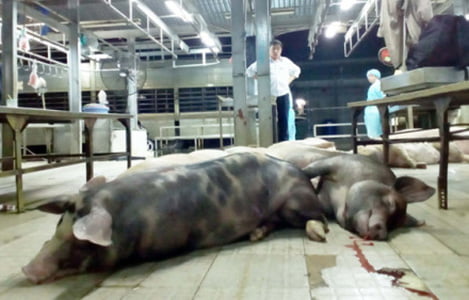 Thuốc an thần trong thịt lợn nguy hiểm sức khỏe: Châu Âu đã cấm, Việt Nam mới đề xuất bổ sung quy định