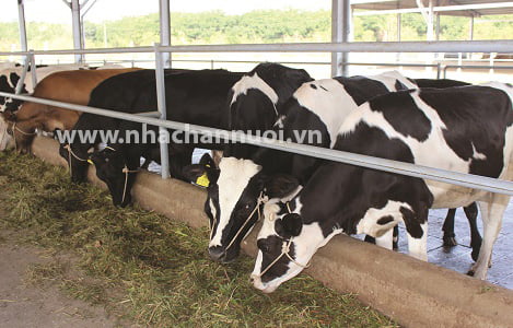 Một số phương pháp chuẩn đoán bệnh viêm vú trên bò sữa