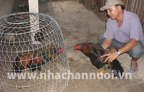 Kỹ thuật chăn nuôi gà thả vườn theo hướng an toàn sinh học