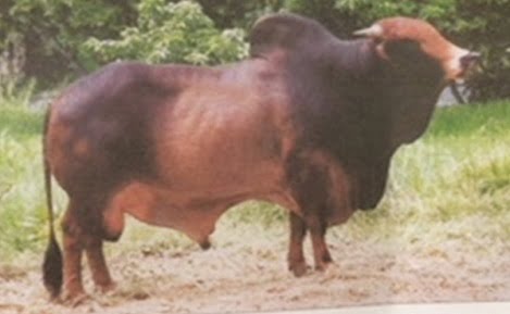 Một số giống bò thịt ở Việt Nam