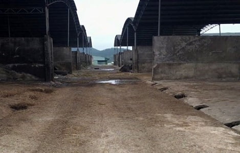 “Đại” dự án chăn nuôi bò thịt tại Hà Tĩnh: Vì sao không hiệu quả ?