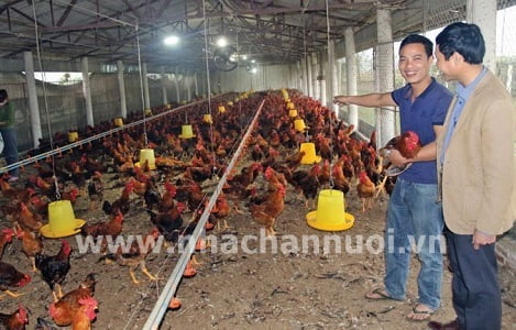Trang trại nuôi gà màu lớn nhất miền Bắc