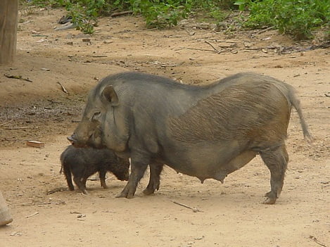 Một số giống lợn nội của Việt Nam (P2)