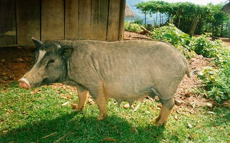 Một số giống lợn nội của Việt Nam (P2)