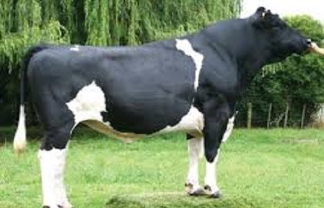 Chọn bò đực giống HF theo giá trị giống về tiềm năng sữa thông qua sản lượng sữa con cái