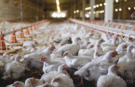 Asian Agribiz: Giá gà thịt trắng tăng đột biến tại Việt Nam